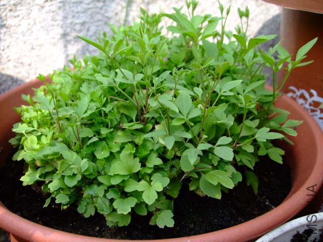 DSCF0327.JPG