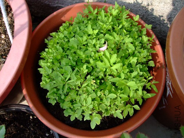 DSCF0326.JPG