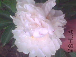 IMG1371A.jpg