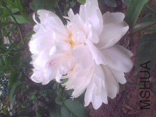 IMG1372A.jpg