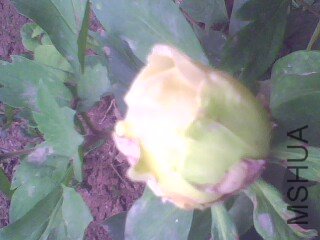 IMG1373A.jpg