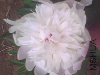 IMG1374A.jpg