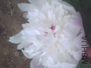 IMG1375A.jpg