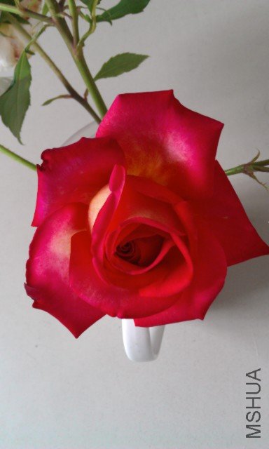 IMAG0298.jpg