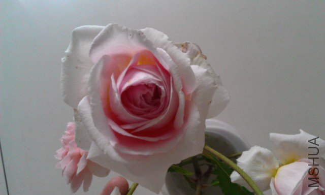 IMAG0300.jpg