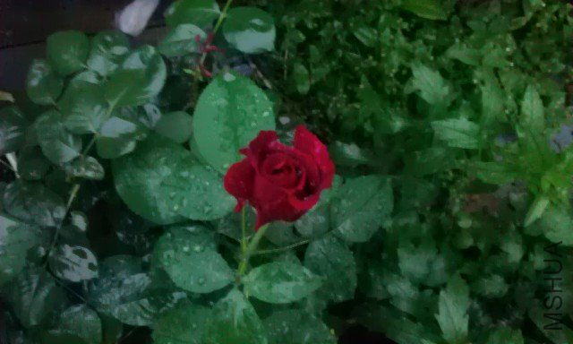 IMAG0306.jpg