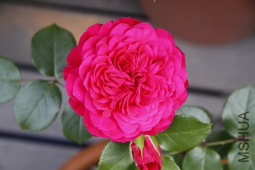 2012���.JPG