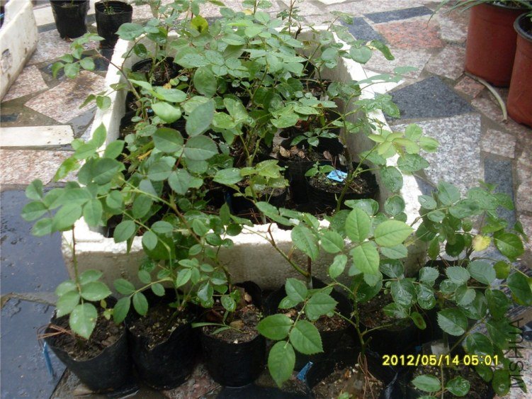 SDC14921_����.jpg