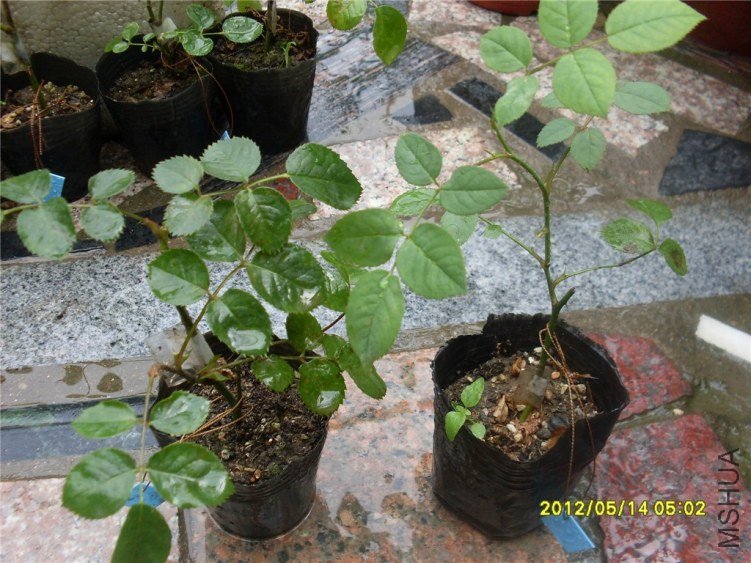 SDC14922_����.jpg