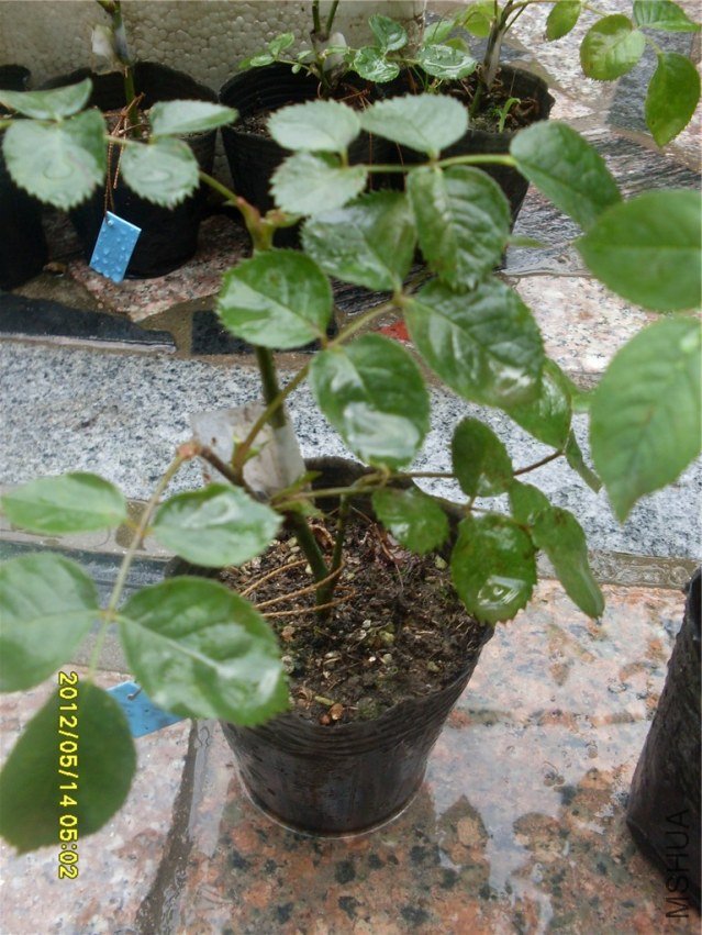 SDC14923_����.jpg