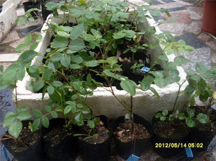SDC14924_����.jpg