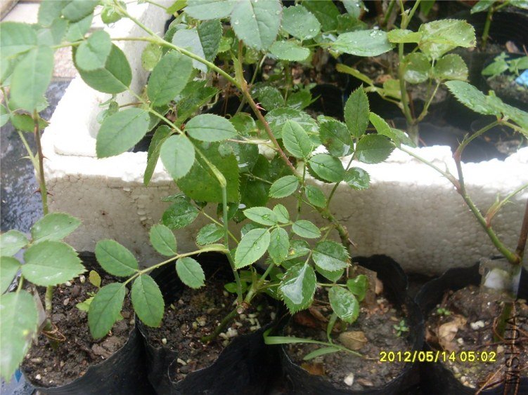 SDC14926_����.jpg