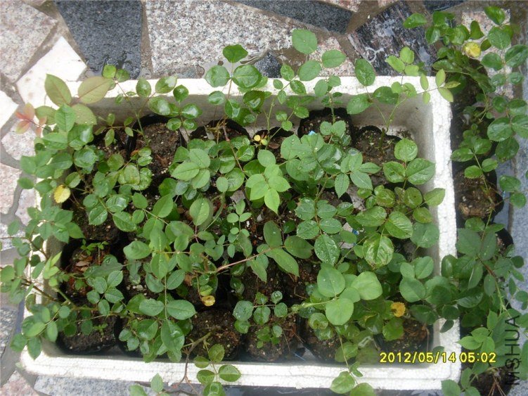 SDC14927_����.jpg
