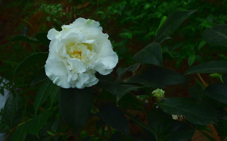 P1630340.jpg