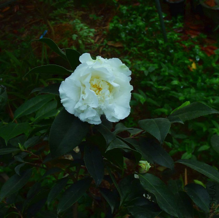 P1630338.jpg