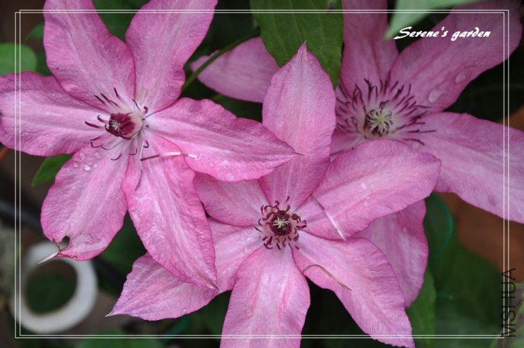 DSC_2647 - ����.jpg