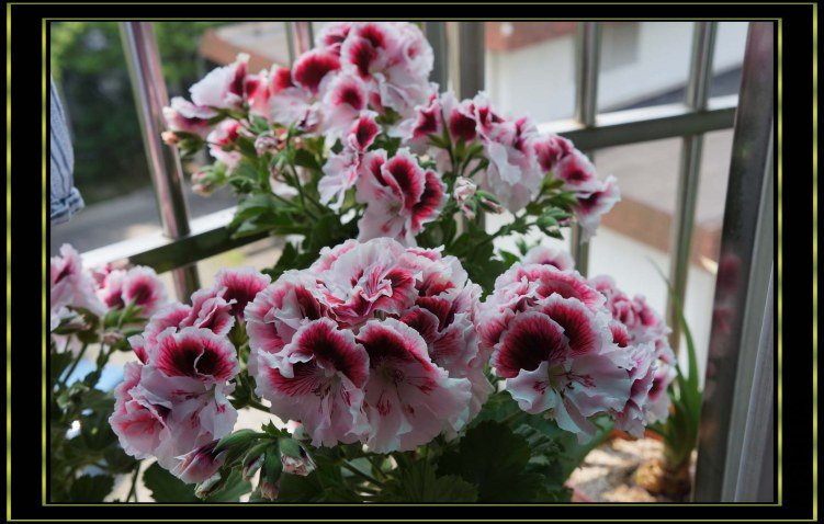 nEO_IMG_DSC00123.jpg