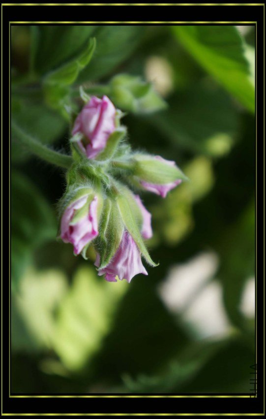 nEO_IMG_DSC00137.jpg