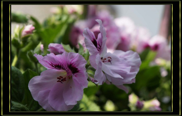 nEO_IMG_DSC00133.jpg