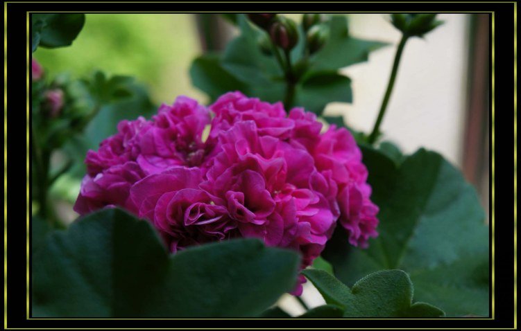 nEO_IMG_DSC00292.jpg