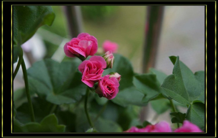 nEO_IMG_DSC00354.jpg