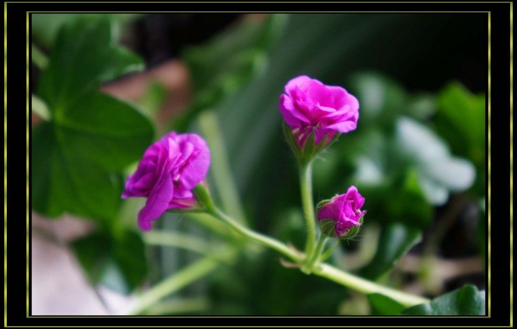 nEO_IMG_DSC00329.jpg