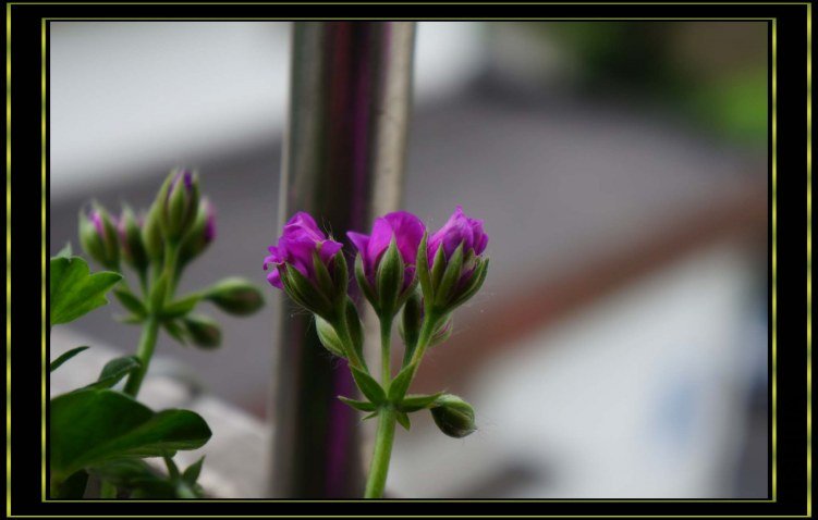 nEO_IMG_DSC00327.jpg