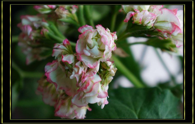nEO_IMG_DSC00293.jpg