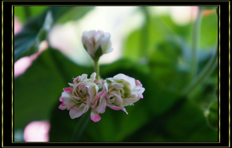 nEO_IMG_DSC00298.jpg