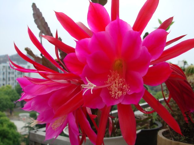 DSC00107.JPG