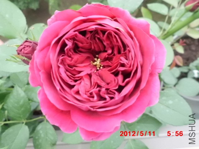CIMG0828.JPG