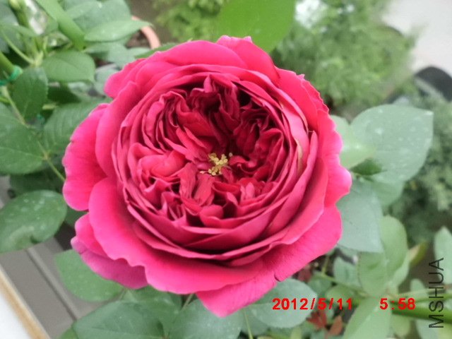 CIMG0832.JPG