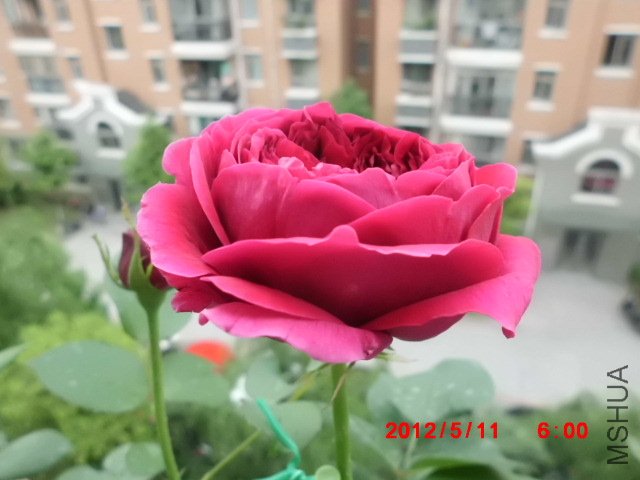 CIMG0834.JPG