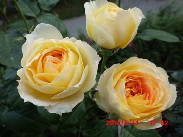 CIMG0841.JPG