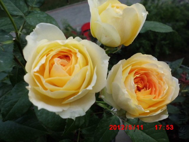 CIMG0844.JPG