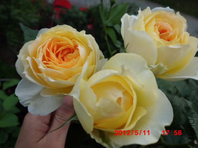 CIMG0846.JPG