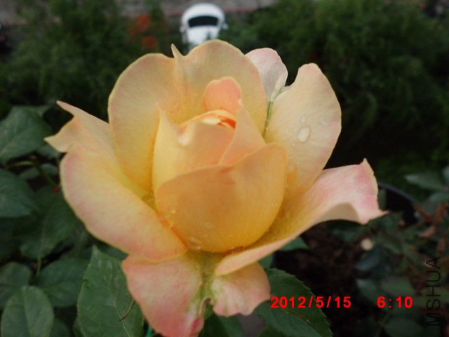 CIMG0863.JPG