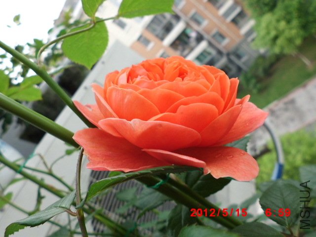 CIMG0865.JPG