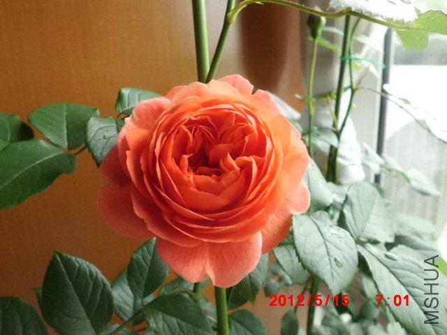 CIMG0868.JPG