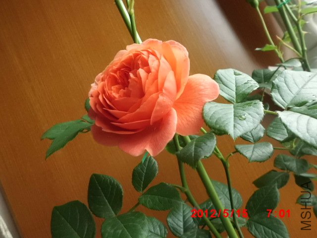 CIMG0869.JPG