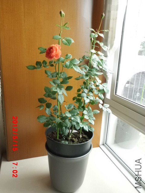 CIMG0871.JPG