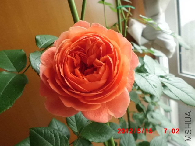 CIMG0872.JPG