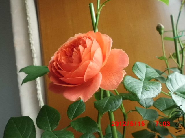 CIMG0874.JPG