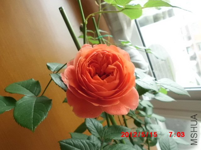CIMG0875.JPG