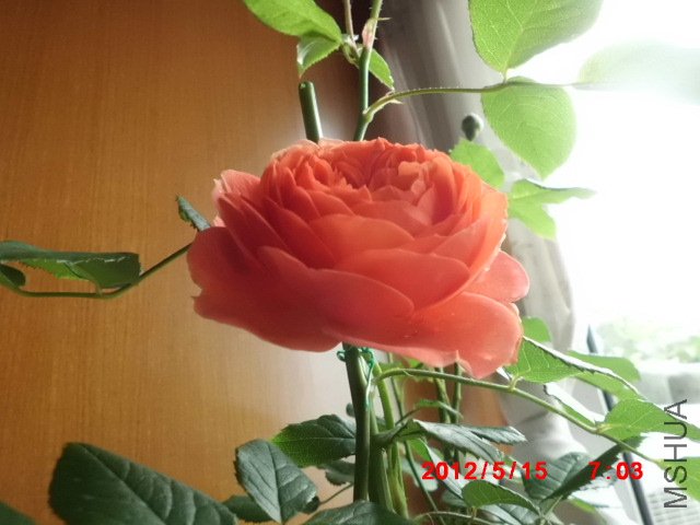CIMG0876.JPG