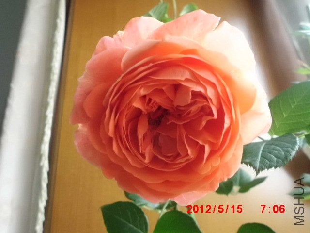 CIMG0877.JPG