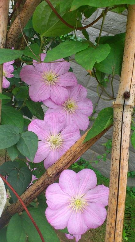 Rotation of Rotation of DSC_0921.jpg