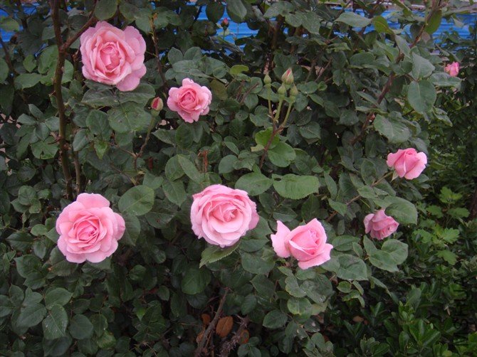 W613AQCA8DXQT3CAWK1ZPJCA3WT46PCAXGST8YCAPKJ2HBCAPY97DLCA6G2MJICAGYBUJGCA21LFWKCA.jpg