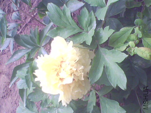 IMG1408A.jpg