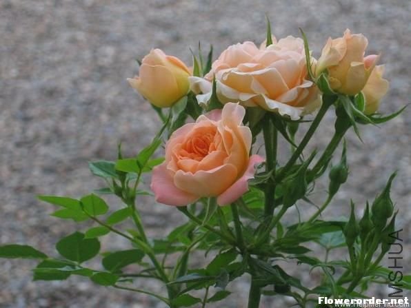 ���Σ�Sweet Dream��1.jpg